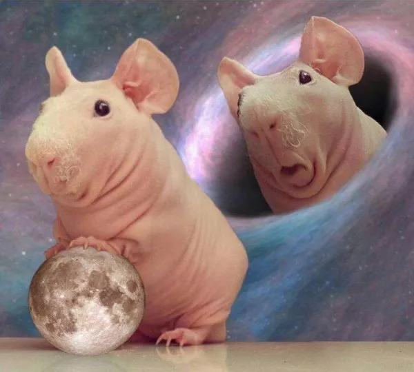 Wtf photos you have to see to believe - #28 