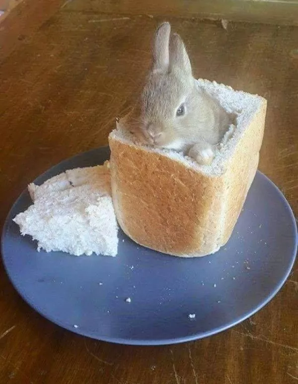 Des images wtf qui defient toute logique - #8 