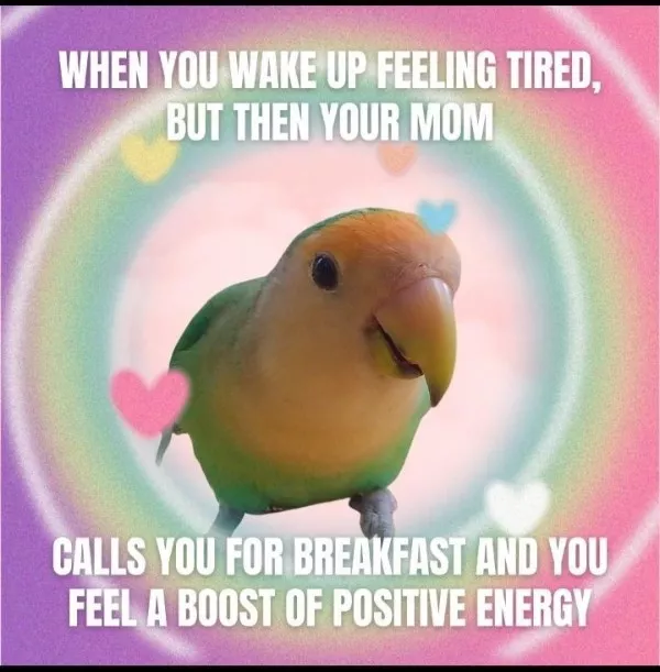 Votre dose hebdomadaire de memes positifs - #13 