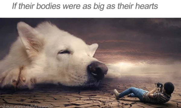 The best wholesome memes of the week - #30 