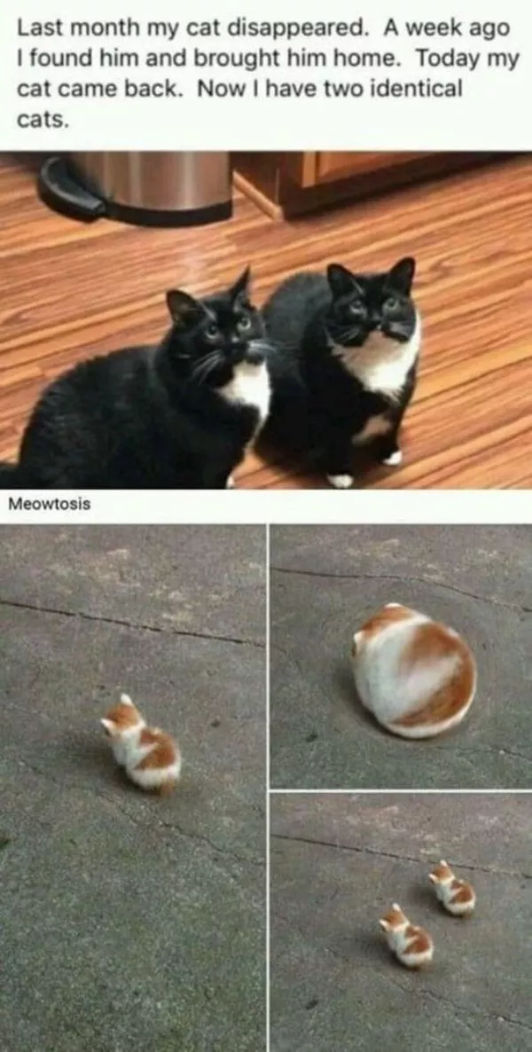 The best wholesome memes of the week - #32 