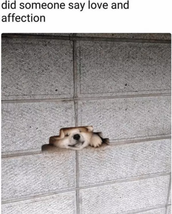 Votre dose hebdomadaire de memes positifs - #5 