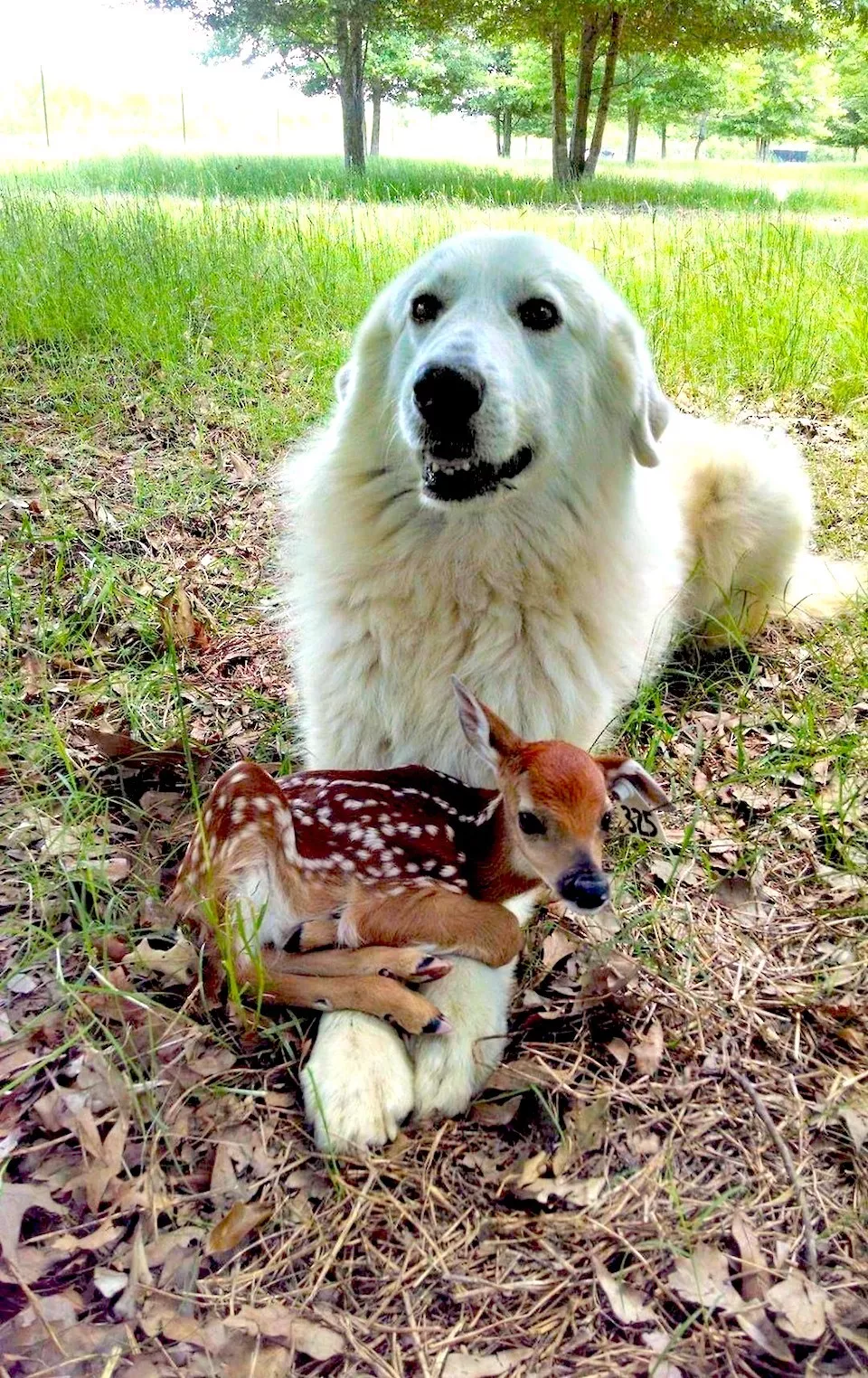 Dogs are endless entertainment - #1 