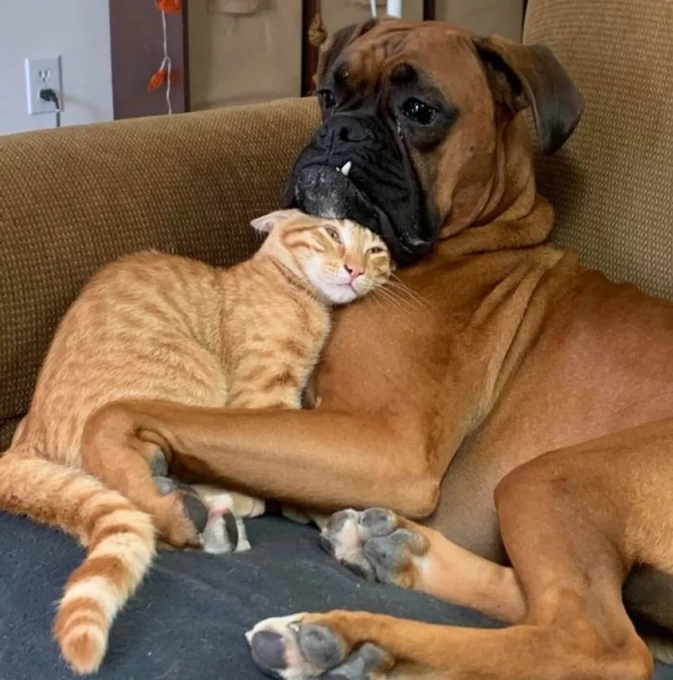 Les chiens une source de divertissement infinie - #11 