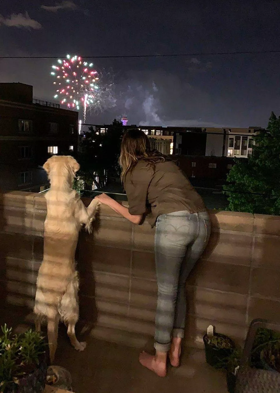 Dogs are endless entertainment - #12 