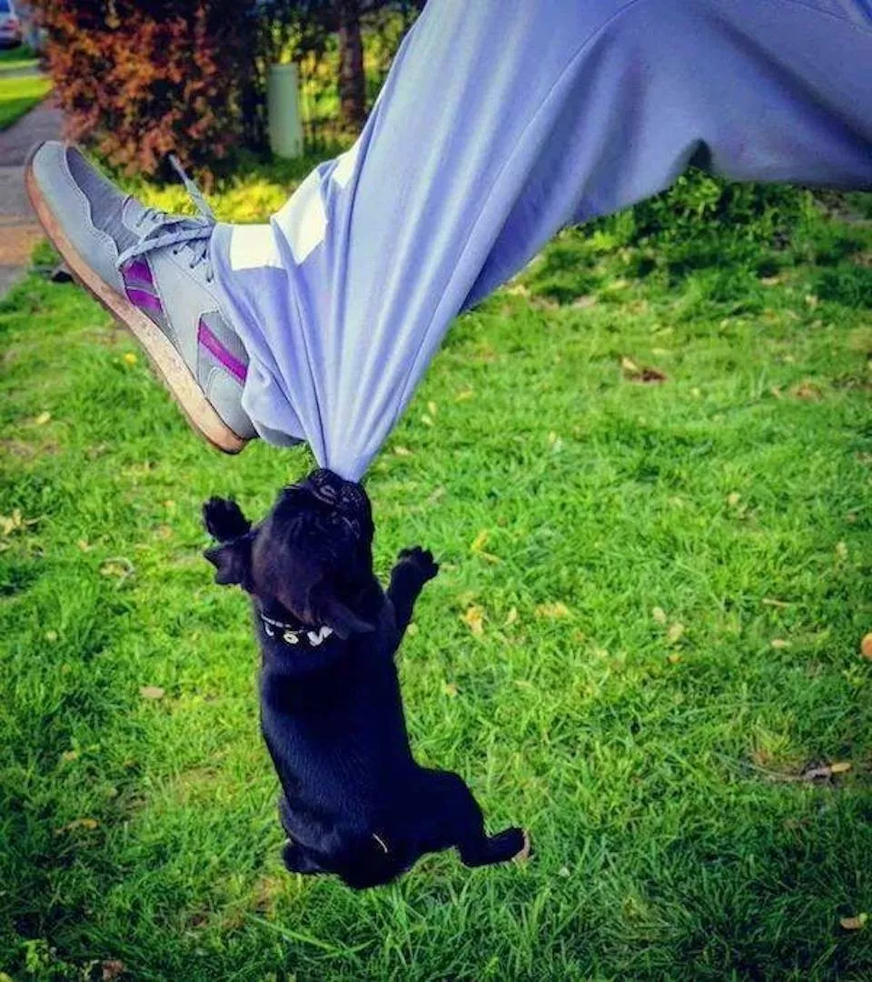 Dogs are endless entertainment - #13 