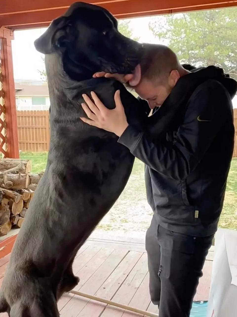 Dogs are endless entertainment - #14 