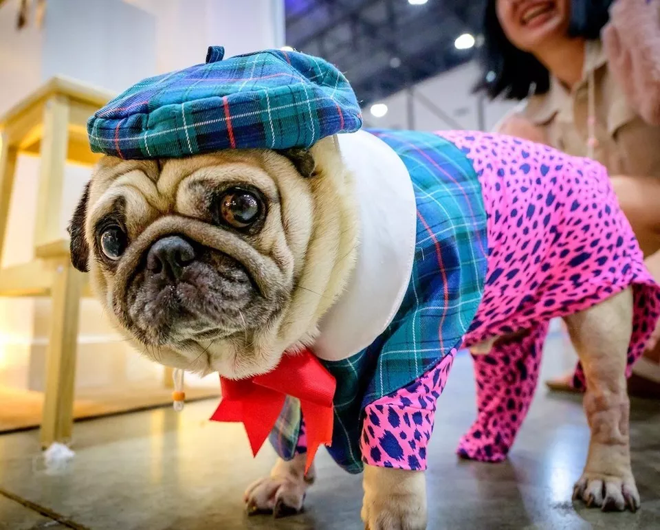 Dogs are endless entertainment - #15 