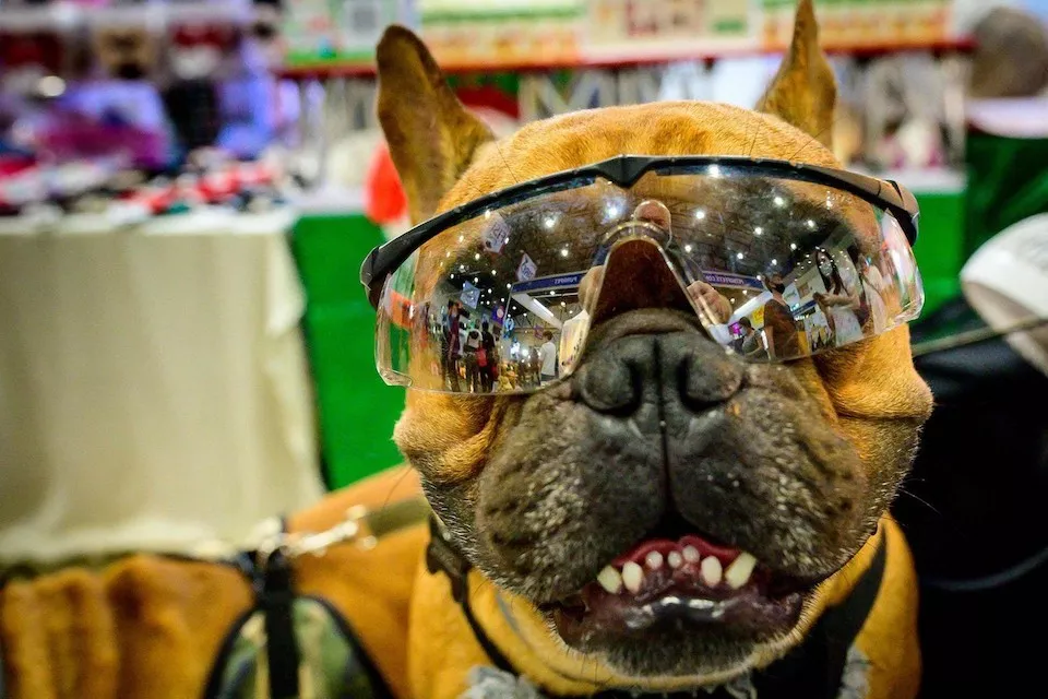 Dogs are endless entertainment - #17 
