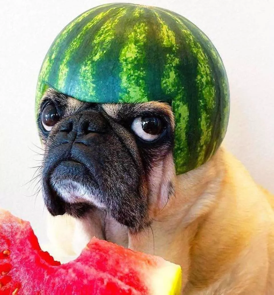 Les chiens une source de divertissement infinie - #18 