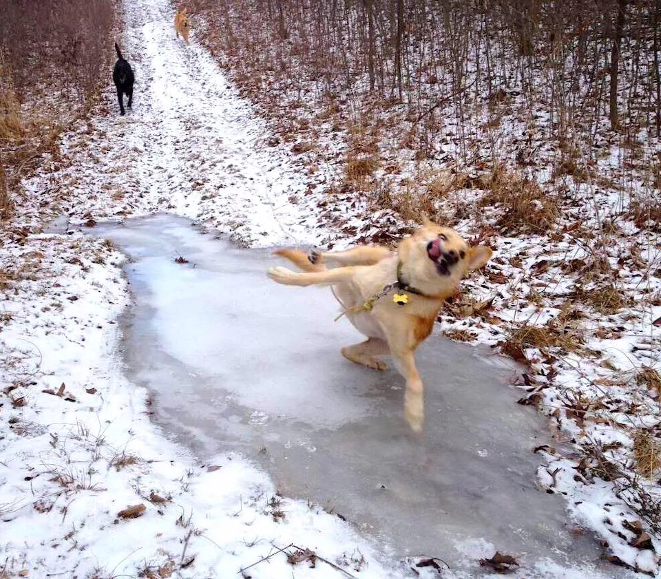 Dogs are endless entertainment