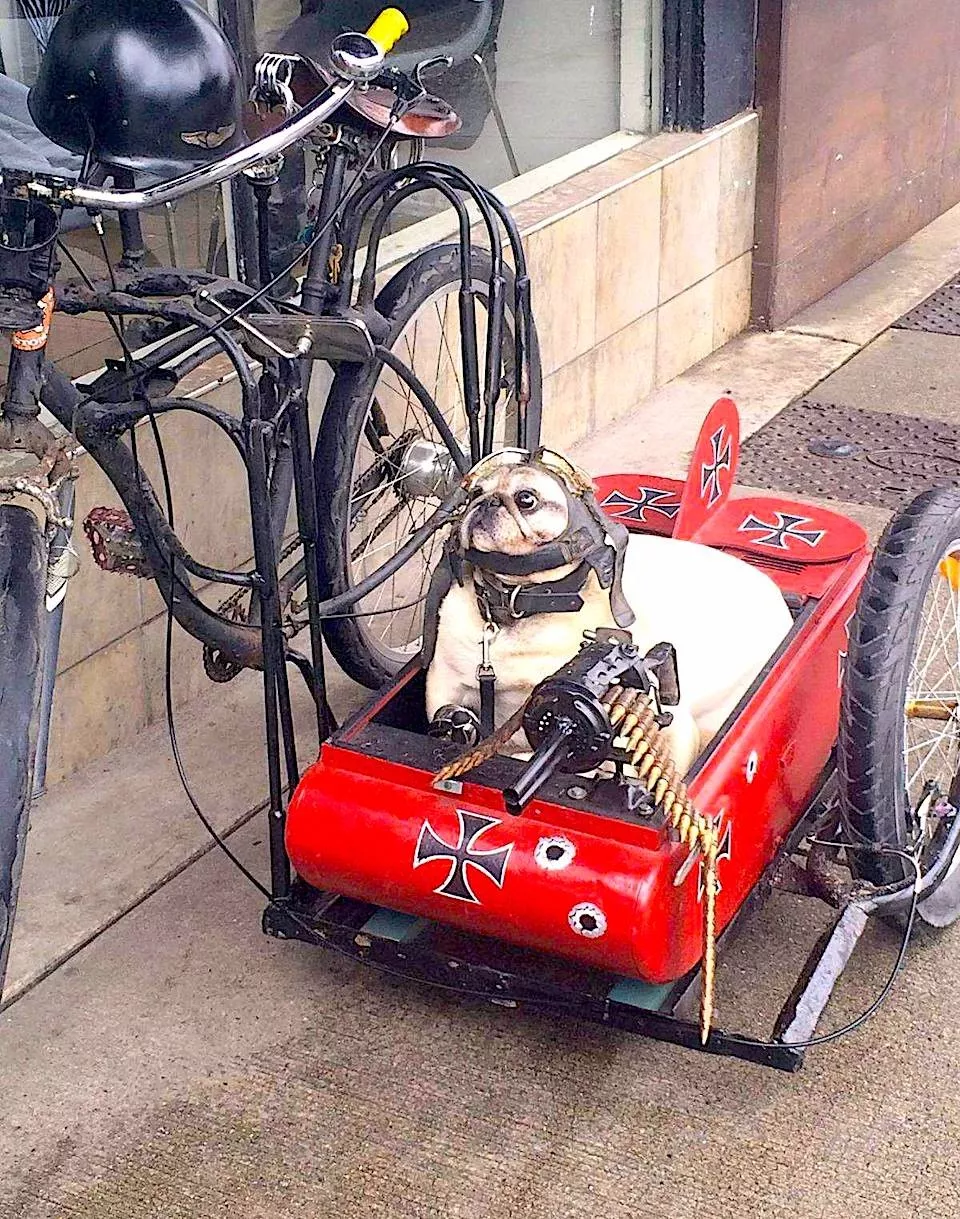 Dogs are endless entertainment - #21 