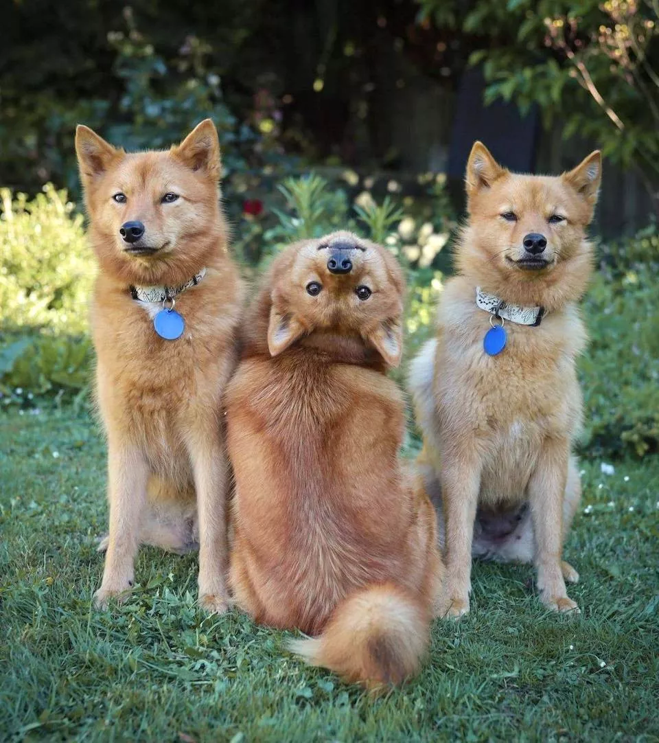 Les chiens une source de divertissement infinie - #22 