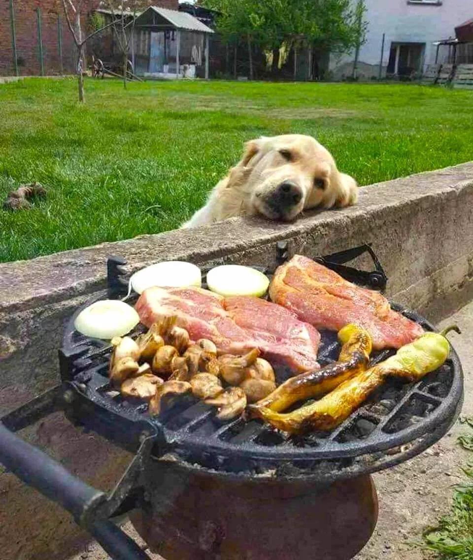 Dogs are endless entertainment - #23 