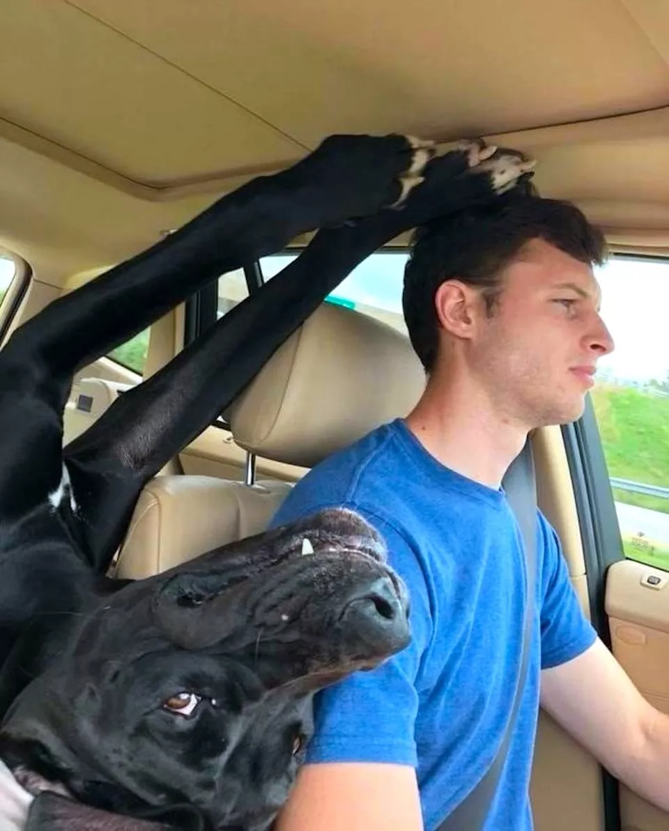 Les chiens une source de divertissement infinie - #24 
