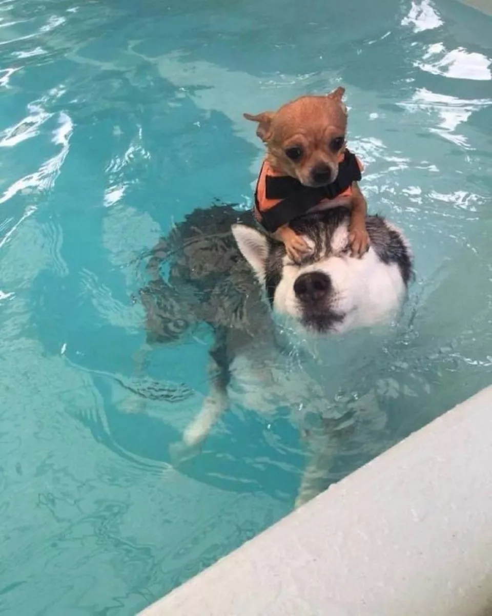 Dogs are endless entertainment - #25 