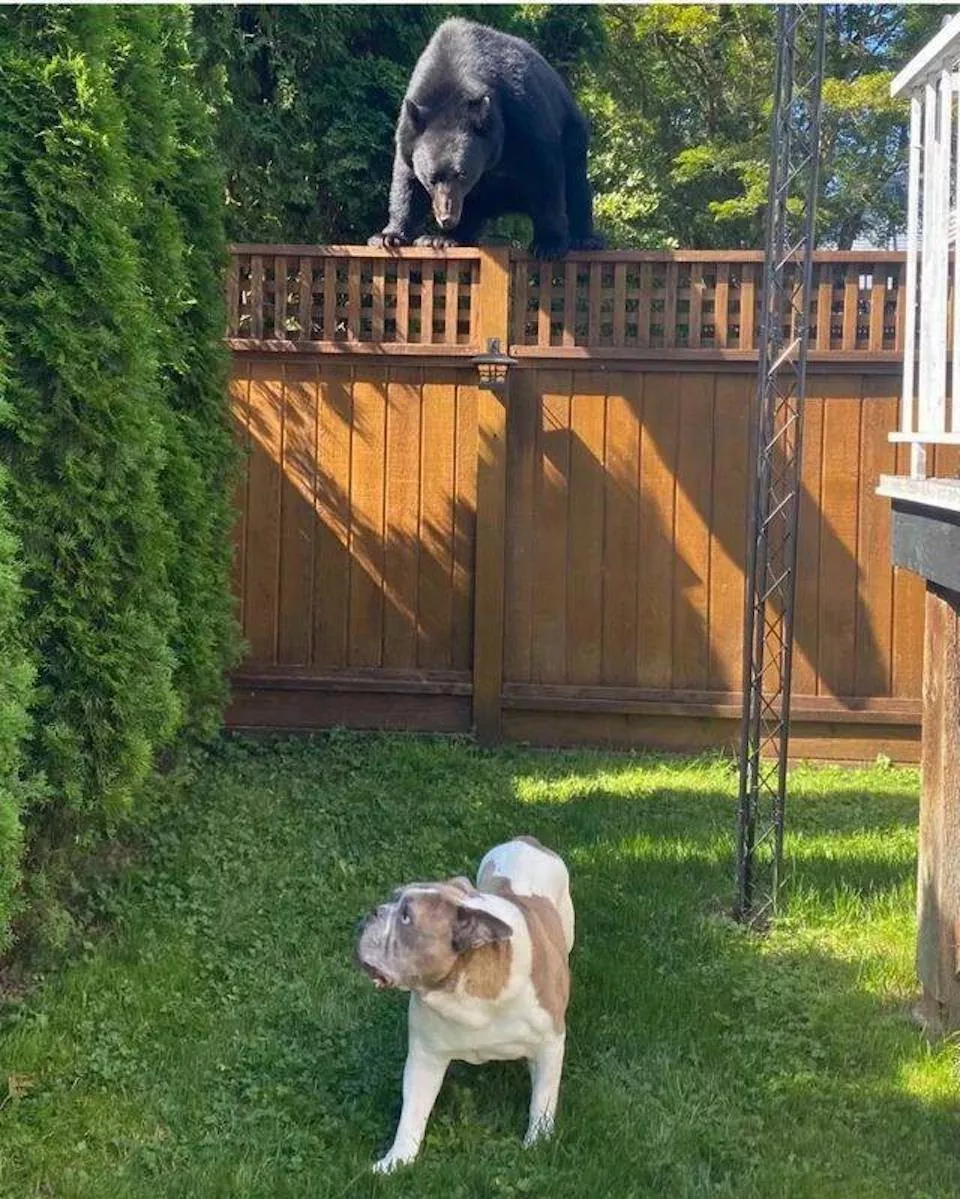 Dogs are endless entertainment - #26 