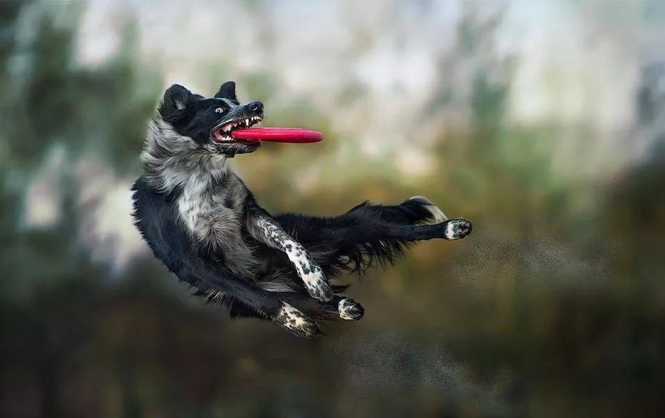 Dogs are endless entertainment - #27 