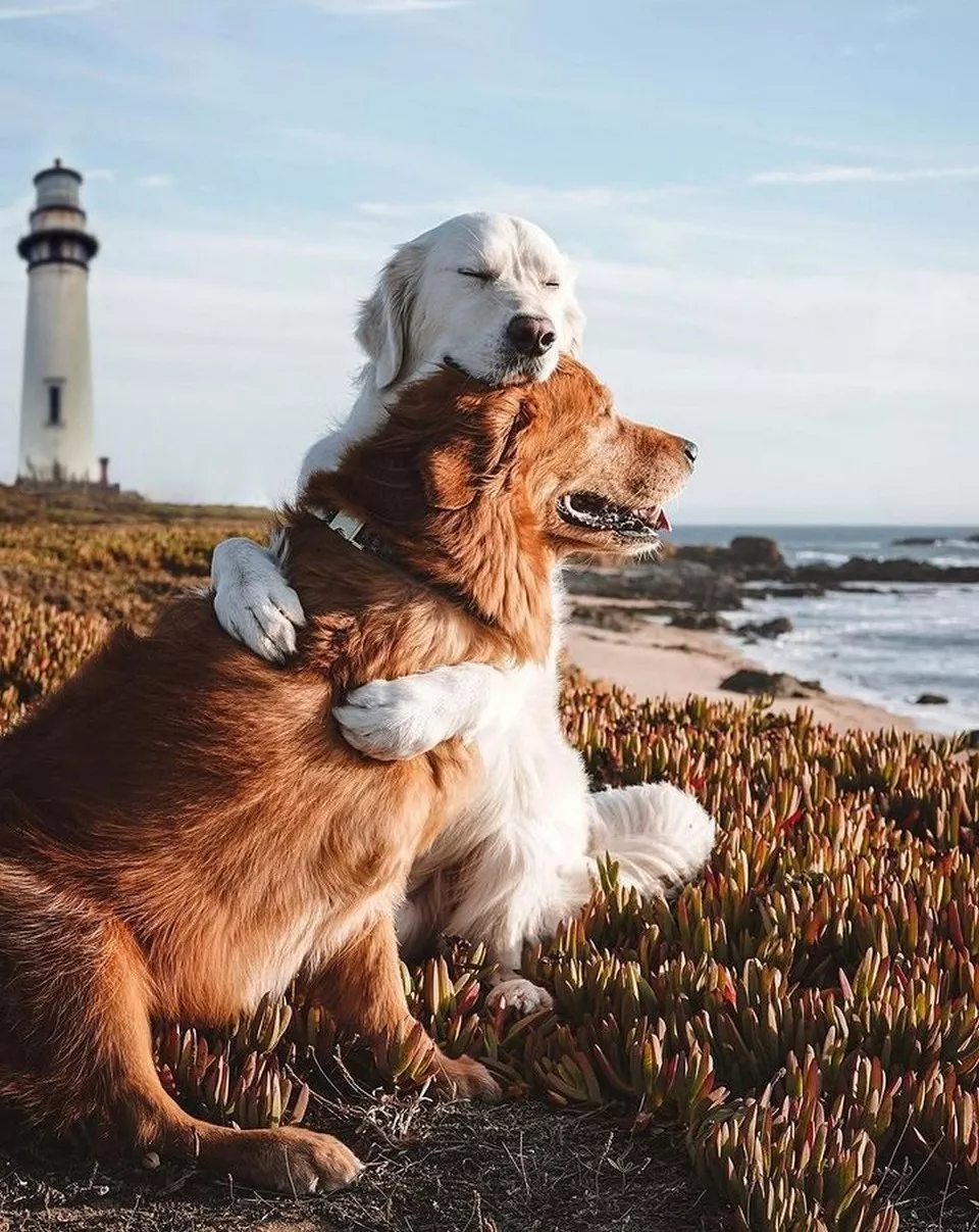 Dogs are endless entertainment - #3 
