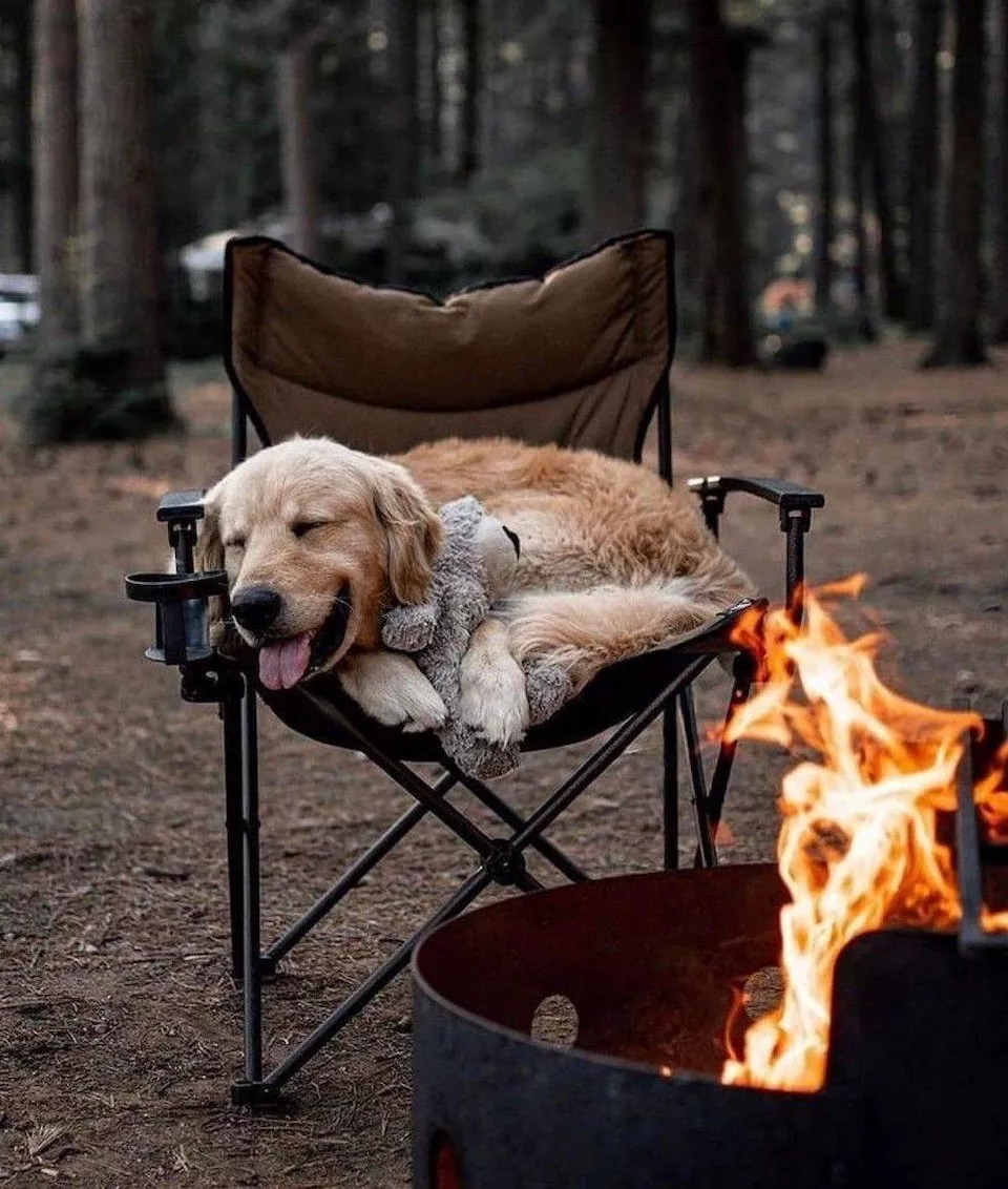 Dogs are endless entertainment - #4 