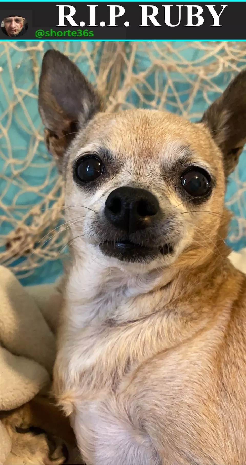 Dogs are endless entertainment - #5 