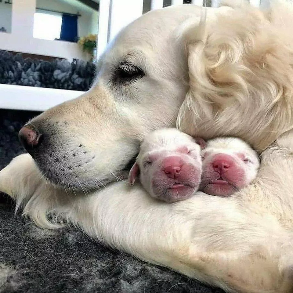 Dogs are endless entertainment - #6 