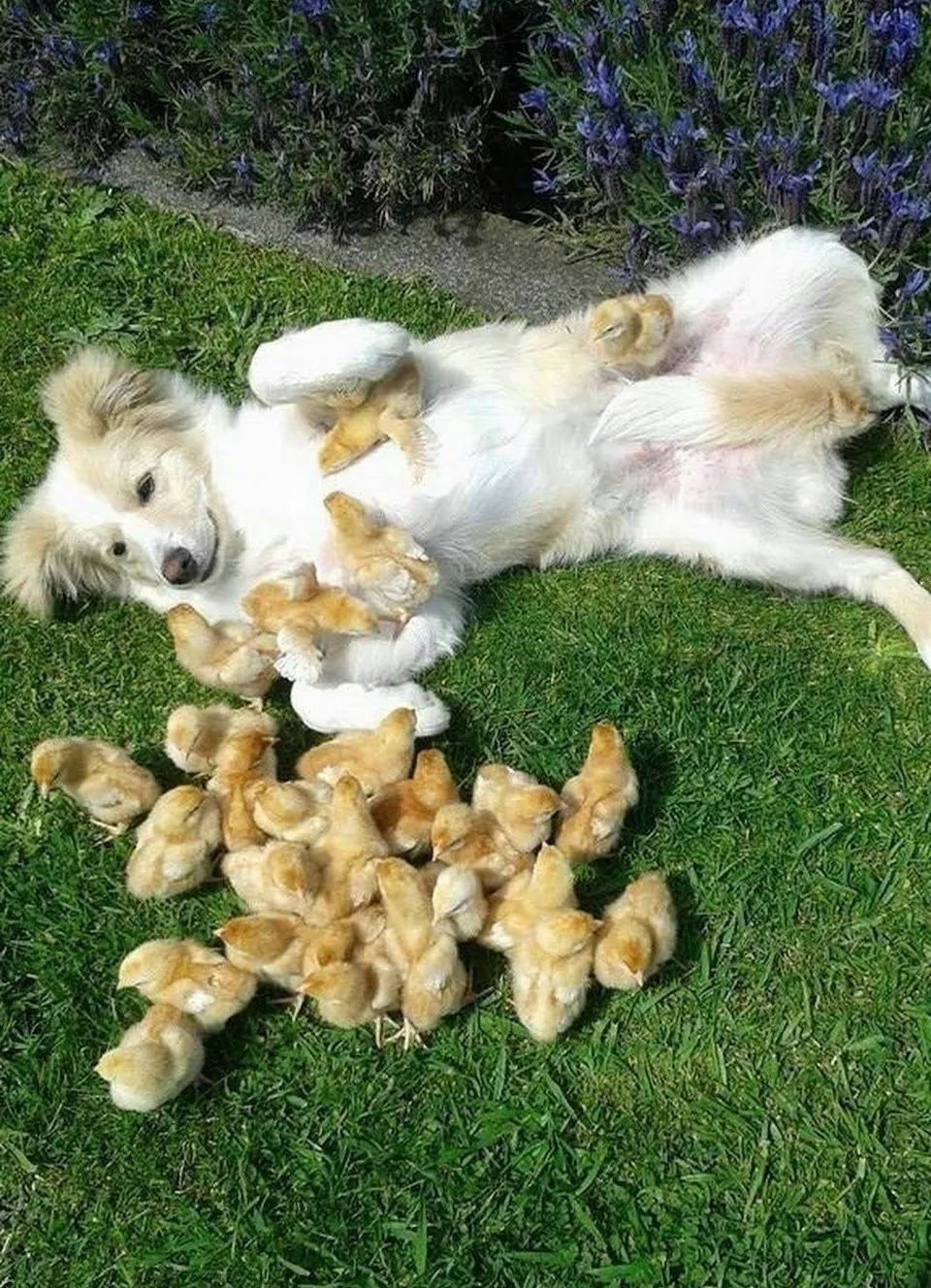 Les chiens une source de divertissement infinie - #7 