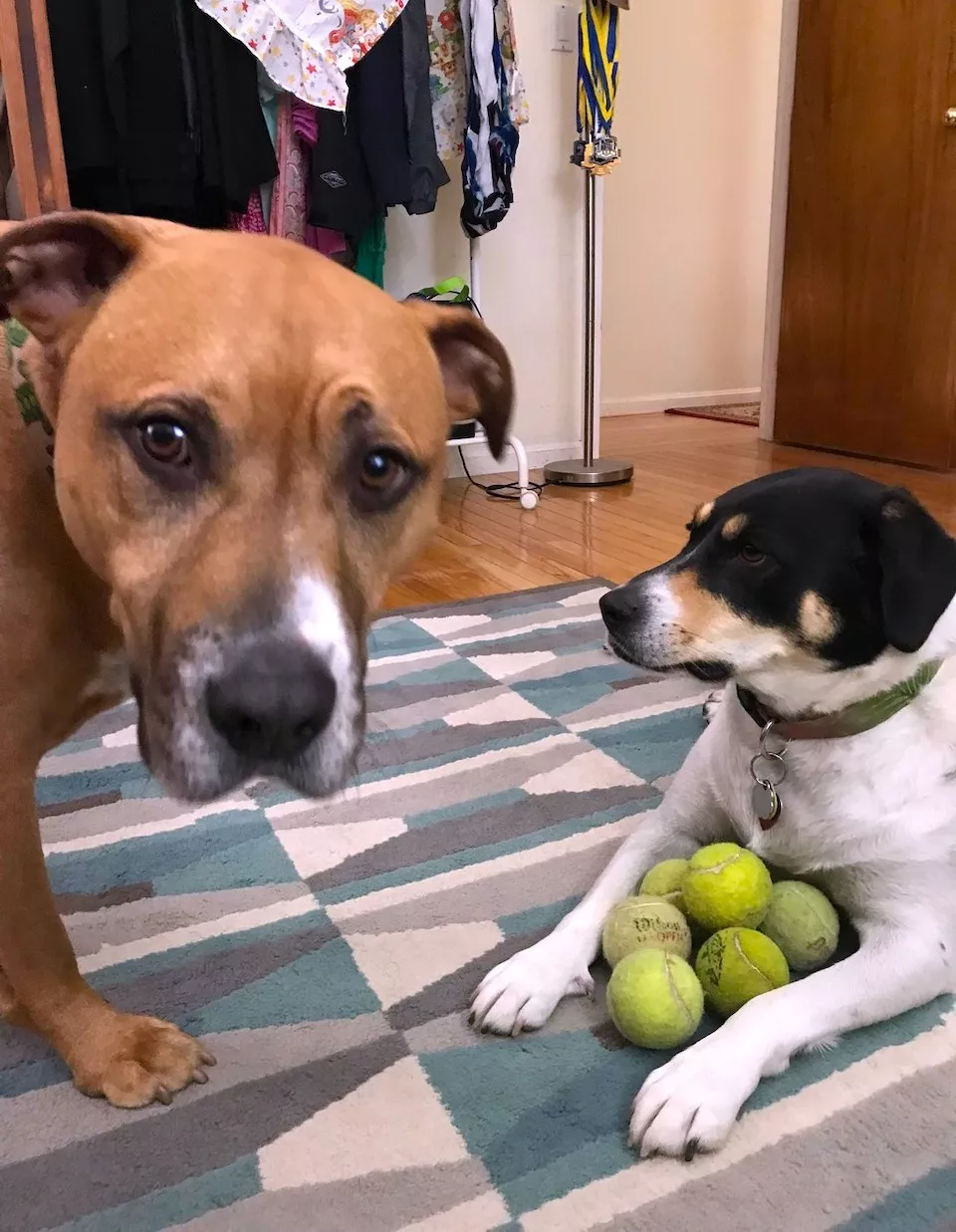 Dogs are endless entertainment - #8 