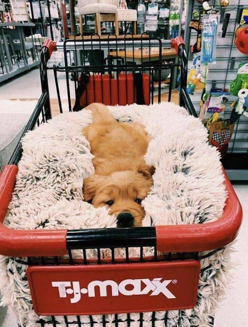 Dogs are endless entertainment - #9 