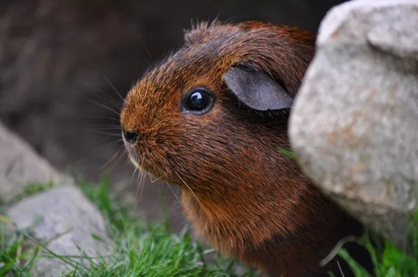 Random facts to keep your brain happy - #11 In Switzerland, one guinea pig is animal cruelty