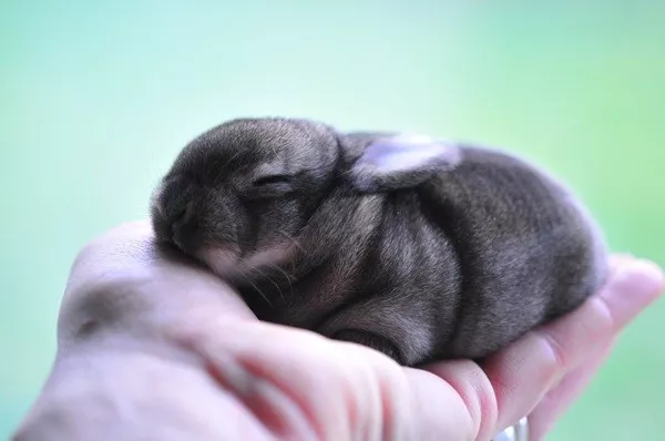 Faits aleatoires pour un cerveau heureux - #8 Le petit du lapin est appelé un lapereau