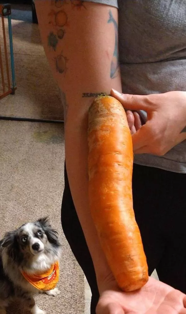 Picdump 1091 - #15 