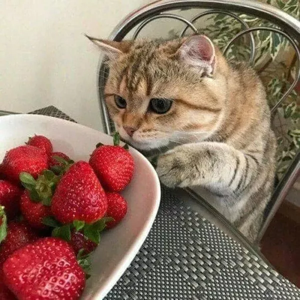 Dont start saturday without cats - #1 