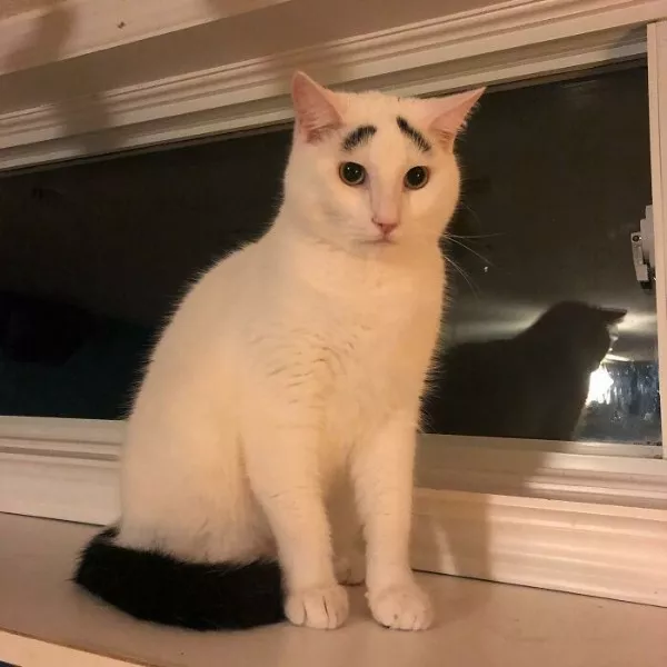 Dont start saturday without cats - #11 