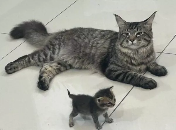 Dont start saturday without cats - #12 