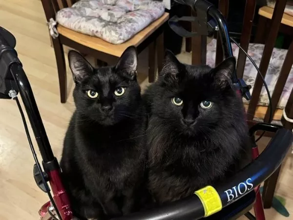 Dont start saturday without cats - #13 