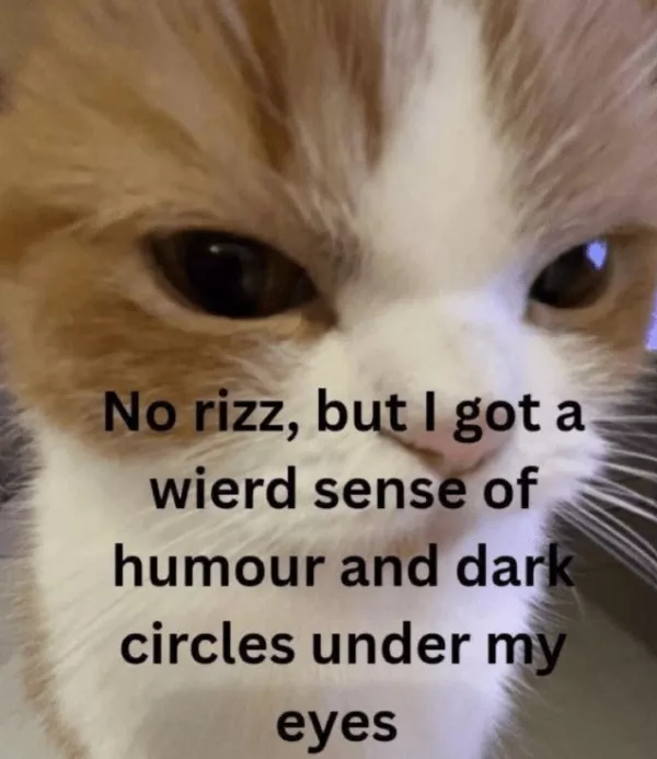 Dont start saturday without cats - #14 