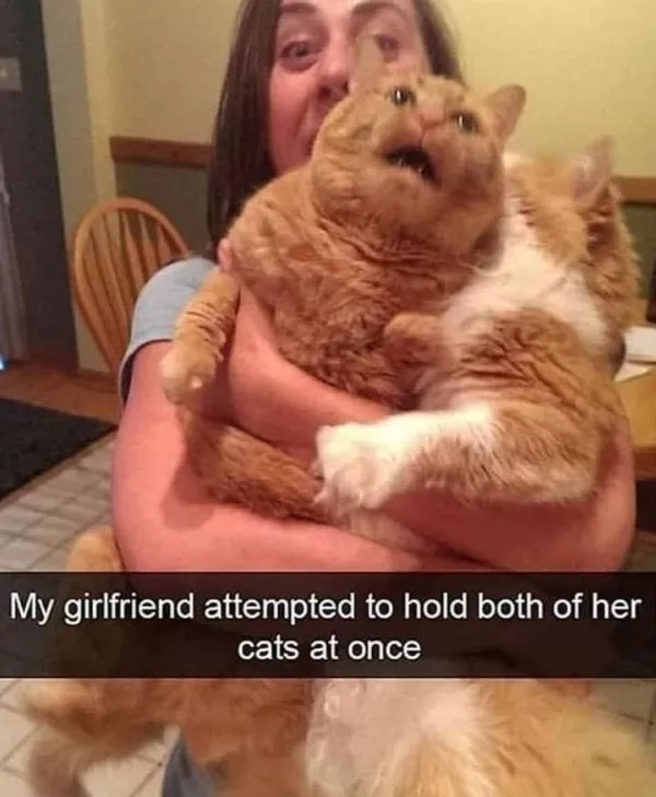 Dont start saturday without cats - #17 