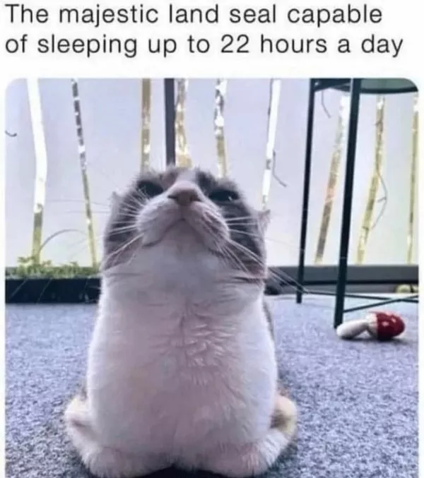 Dont start saturday without cats - #18 