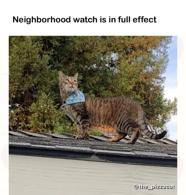 Dont start saturday without cats - #19 