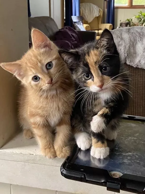 Dont start saturday without cats - #2 