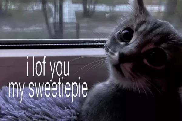 Dont start saturday without cats - #20 