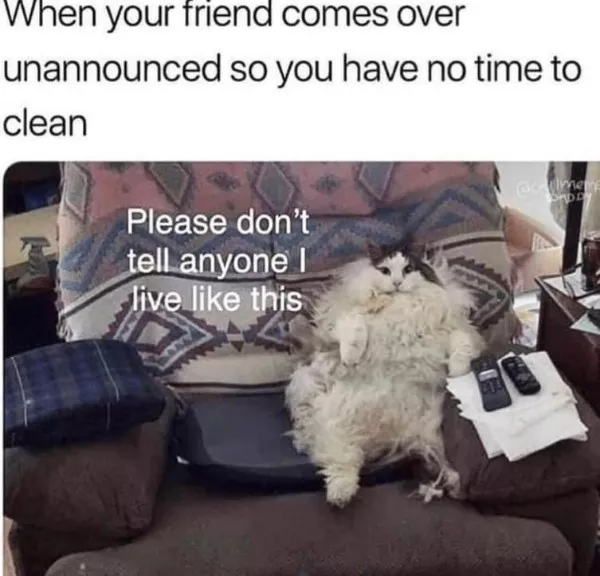 Dont start saturday without cats - #22 Dont start saturday without cats - #22