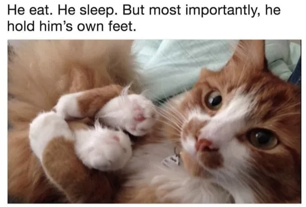 Dont start saturday without cats