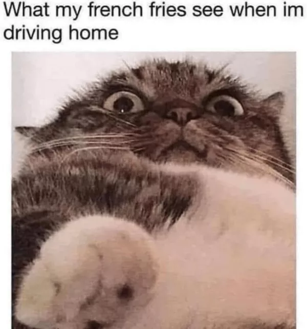 Dont start saturday without cats - #25 Dont start saturday without cats - #25