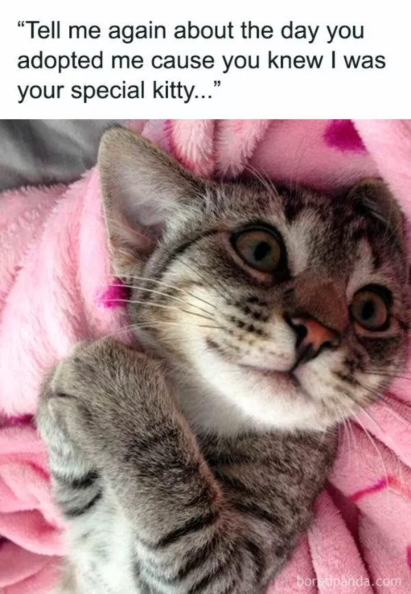 Dont start saturday without cats - #4 