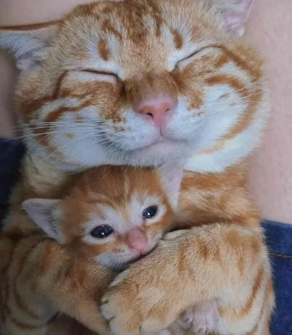 Dont start saturday without cats - #6 