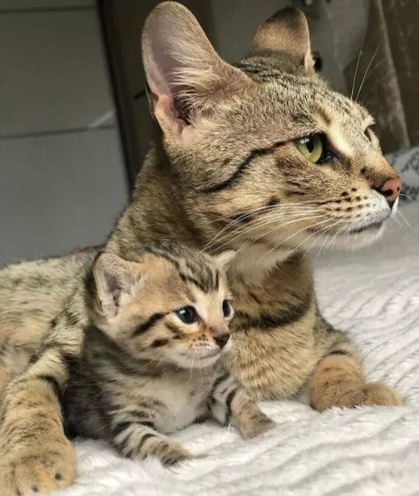 Dont start saturday without cats - #7 