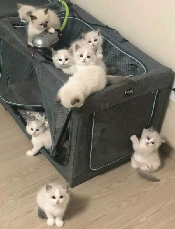Dont start saturday without cats - #8 