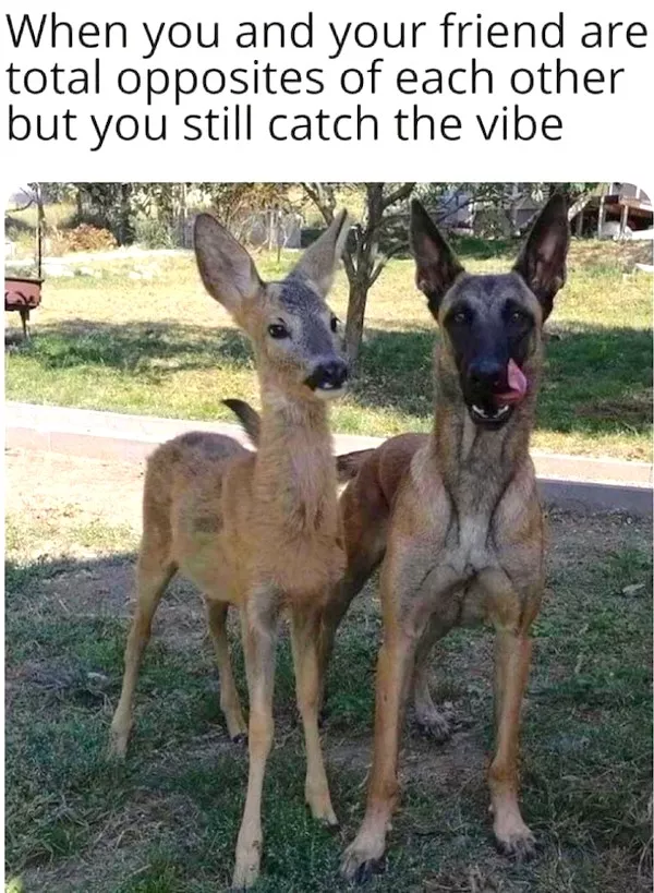 The perfect recipe for memes and laughs - #2 